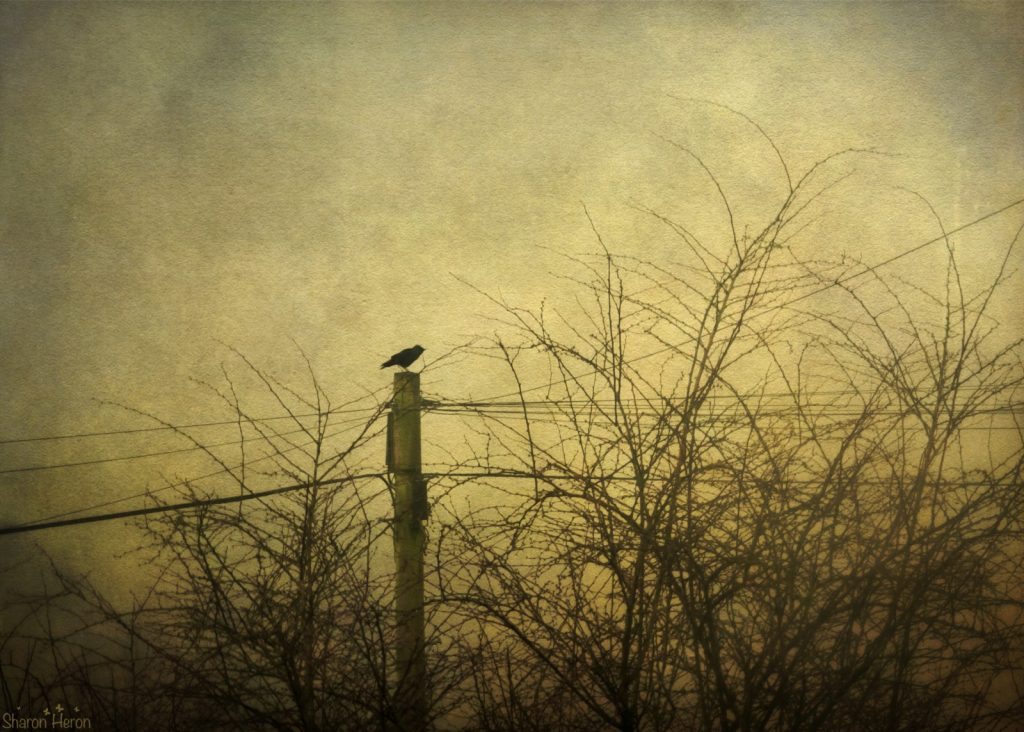 morning_trees_tree_bird_texture_misty_fog_lyrics-707804